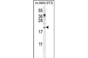 PTN Antibody (N-term) (ABIN392210 and ABIN2841908) western blot analysis in mouse NIH-3T3 cell line lysates (35 μg/lane). (Pleiotrophin 抗体  (N-Term))