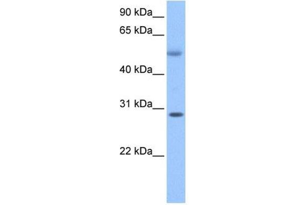 Retinoic Acid Induced 12 (RAI12) (C-Term) 抗体