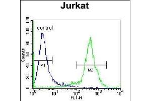 ZN Antibody (N-term) (ABIN655363 and ABIN2844920) flow cytometric analysis of Jurkat cells (right histogram) compared to a negative control cell (left histogram). (ZNF648 抗体  (N-Term))