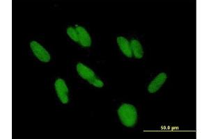 Immunofluorescence of purified MaxPab antibody to HKR3 on HepG2 cell. (ZBTB48 抗体  (AA 1-688))