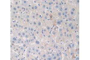 IHC-P analysis of Mouse Tissue, with DAB staining. (LAMB2 抗体  (AA 1176-1309))