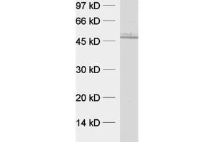 dilution: 1 : 1000, sample: rat brain homogenate (CPIPJ_CPIJ001600 抗体  (AA 260-379))