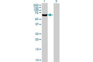 Western Blot analysis of POLG2 expression in transfected 293T cell line by POLG2 MaxPab polyclonal antibody. (POLG2 抗体  (AA 1-485))