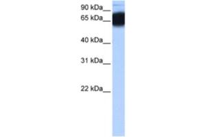 Western Blotting (WB) image for anti-Zinc Finger Protein 90 (ZNF90) antibody (ABIN2463466) (ZNF90 抗体)