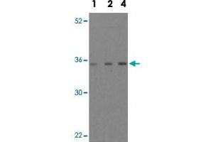 Western blot analysis of MOAP1 in EL4 cell lysate with MOAP1 polyclonal antibody  at 1, 2, and 4 ug/mL . (MOAP1 抗体  (Internal Region))
