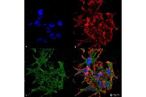Immunocytochemistry/Immunofluorescence analysis using Mouse Anti-GABA-B Receptor 1 Monoclonal Antibody, Clone S93A-49 . (GABBR1 抗体  (AA 873-977) (Biotin))