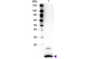 Western blot of Biotin conjugated Rabbit Anti-Fractalkine primary antibody. (CX3CL1 抗体  (Biotin))