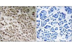 Immunohistochemistry analysis of paraffin-embedded human pancreas, using NDUFB1 Antibody. (NDUFB1 抗体  (AA 7-56))