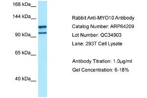 Western Blotting (WB) image for anti-Myosin X (MYO10) (C-Term) antibody (ABIN971216) (Myosin X 抗体  (C-Term))