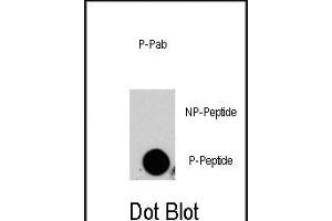 Dot blot analysis of anti-P4K4-p Phospho-specific Pab (ABIN389813 and ABIN2839701) on nitrocellulose membrane. (MAP4K4 抗体  (pSer629))