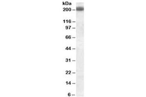 Western blot testing of Daudi cell lysate with CD45RB antibody (clone PD7/26). (CD45RB 抗体)