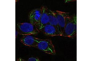 Immunofluorescence analysis of NTERA-2 cells using PRKAA1 mouse mAb (green). (PRKAA1 抗体)