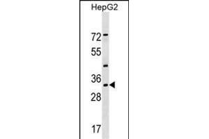 LZTFL1 Antibody (N-term) (ABIN1539281 and ABIN2849593) western blot analysis in HepG2 cell line lysates (35 μg/lane).
