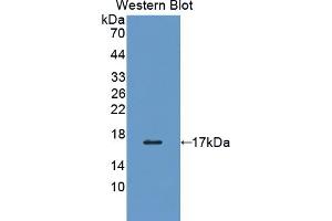 Detection of Recombinant PDIA4, Human using Polyclonal Antibody to Protein Disulfide Isomerase A4 (PDIA4) (PDIA4 抗体  (AA 505-636))