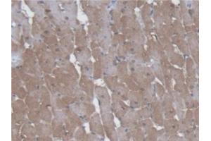 Immunohistochemistry (IHC) image for anti-Kynurenine 3-Monooxygenase (Kynurenine 3-Hydroxylase) (KMO) (AA 1-282) antibody (ABIN7443095)