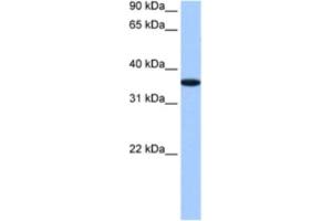 Western Blotting (WB) image for anti-alpha-2-HS-Glycoprotein (AHSG) antibody (ABIN2460818) (Fetuin A 抗体)