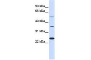 Image no. 1 for anti-Zinc Finger Protein 488 (ZNF488) (AA 108-157) antibody (ABIN6742661) (ZNF488 抗体  (AA 108-157))