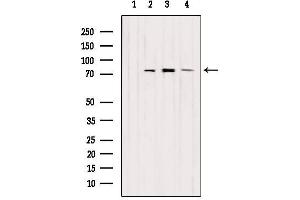 Western blot analysis of extracts from various samples, using EXOC5 Antibody. (EXOC5 抗体  (Internal Region))
