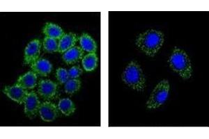 Confocal immunofluorescent analysis of  Endothelin-1 Antibody with A549 cell and followed by Alexa Fluor 488-conjugated goat anti-rabbit lgG (green). (Endothelin 1 抗体  (Middle Region))
