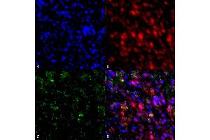 Immunocytochemistry/Immunofluorescence analysis using Mouse Anti-Alpha Synuclein Monoclonal Antibody, Clone 4F1 (ABIN5564118). (SNCA 抗体  (Biotin))