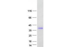 Western Blotting (WB) image for C-Type Lectin Domain Family 10, Member A (CLEC10A) (Transcript Variant 2) protein (Myc-DYKDDDDK Tag) (ABIN2713628)