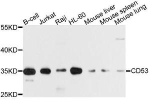 Western blot analysis of extracts of various cell lines, using CD53 antibody. (CD53 抗体  (AA 100-180))
