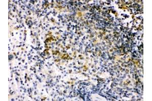 IHC testing of FFPE mouse spleen with IRF5 antibody.