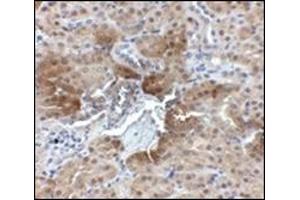 Immunohistochemistry of PTER in mouse kidney tissue with this product at 2. (PTER 抗体  (C-Term))