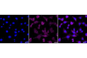 anti-Lymphocyte Antigen 6 Complex, Locus A (Ly6a) antibody