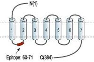 Representative domain view of the target of ABIN7235473. (Galanin Receptor 1 (GALR1) Peptide)