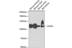 Western blot analysis of extracts of various cell lines using OGDH Polyclonal Antibody at dilution of 1:1000. (alpha KGDHC 抗体)