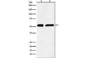 Western blot analysis of KPNA2 expression in (1) HeLa cell lysate, (2) C6 cell lysate.