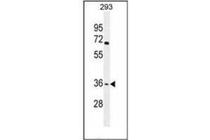 Western blot analysis of OR4F15 Antibody (N-term) in 293 cell line lysates (35ug/lane). (OR4F15 抗体  (N-Term))