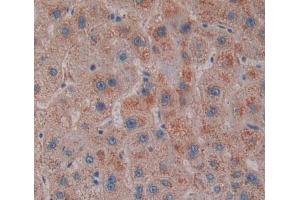 Used in DAB staining on fromalin fixed paraffin- embedded liver tissue (SCP2 抗体  (AA 433-547))