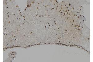 ABIN6268715 at 1/100 staining Mouse brain tissue by IHC-P. (Cathepsin G 抗体  (Internal Region))