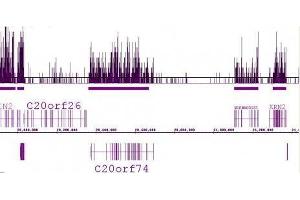 Histone H3 trimethyl Lys36 antibody (pAb) tested by ChIP-Seq. (Histone 3 抗体  (H3K36me3))