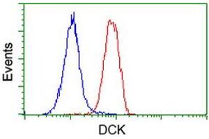 Image no. 1 for anti-Deoxycytidine Kinase (DCK) antibody (ABIN1497776) (DCK 抗体)
