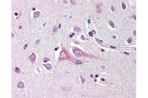 Anti-Neuritin antibody IHC of human brain, cortex. (NRN1 抗体  (Internal Region))