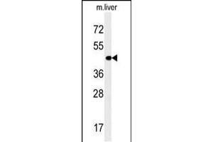 Western blot analysis in mouse liver tissue lysates (35ug/lane). (PAOX 抗体  (AA 467-496))