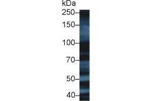 Western Blot; Sample: Human HepG2 cell lysate; Primary Ab: 1µg/ml Rabbit Anti-Human XRCC5 Antibody Second Ab: 0.