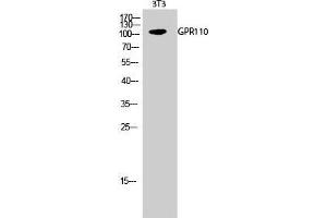 Western Blot (WB) analysis of 3T3 cells using GPR110 Polyclonal Antibody. (G Protein-Coupled Receptor 110 抗体  (C-Term))