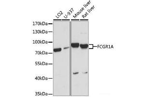 Western blot analysis of extracts of various cell lines using FCGR1A Polyclonal Antibody at dilution of 1:1000. (FCGR1A 抗体)