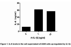 Interleukin-1 beta belongs to the interleukin 1 cytokine family, which plays a critical role in inflammation, immunity, antiviral responses, and a variety of diseases.