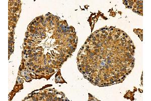 Estrogen-induced gene 121 protein Antibody at 1/100 staining mouse testis tissue by IHC-P. (ELAPOR1 抗体)