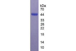 SDS-PAGE of Protein Standard from the Kit (Highly purified E.