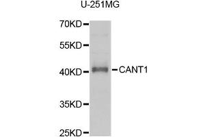Western blot analysis of extracts of U-251MG cells, using CANT1 antibody (ABIN1980357) at 1:1000 dilution. (CANT1 抗体)