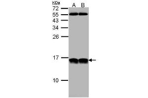 WB Image Sample (30 ug of whole cell lysate) A: HeLa B: Hep G2 , 12% SDS PAGE antibody diluted at 1:1000 (NHP2L1 抗体  (full length))