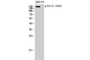 Western Blotting (WB) image for anti-Fms-Related tyrosine Kinase 3 (FLT3) (pTyr842) antibody (ABIN3182315) (FLT3 抗体  (pTyr842))