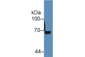 Western Blotting (WB) image for anti-Albumin (ALB) antibody (ABIN7429667)