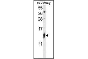 Western blot analysis in Mouse Kidney tissue lysates (35 ug/lane) using RPS12 Antibody (N-term) Cat. (RPS12 抗体  (N-Term))